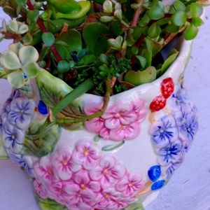 A vintage jar with succulents